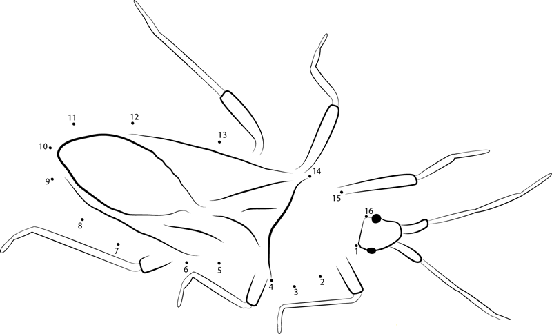 Coreidae printable dot to dot worksheet