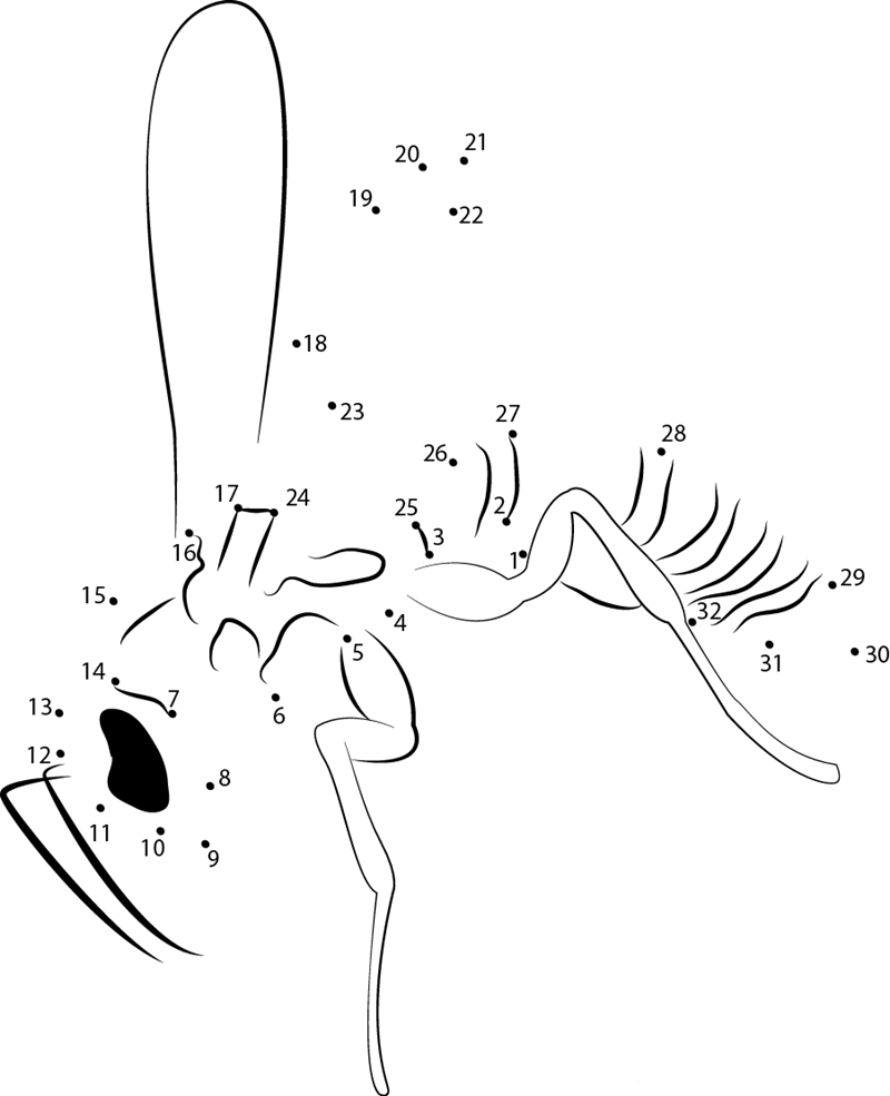 Australian Paper Mud Wasp printable dot to dot worksheet