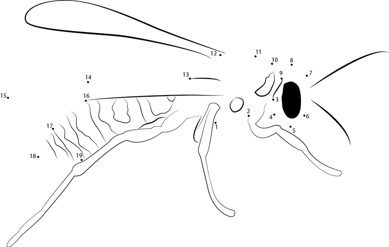 European Paper Wasp printable dot to dot worksheet