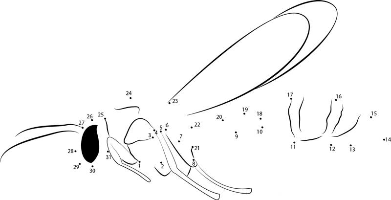 Potter Wasp printable dot to dot worksheet