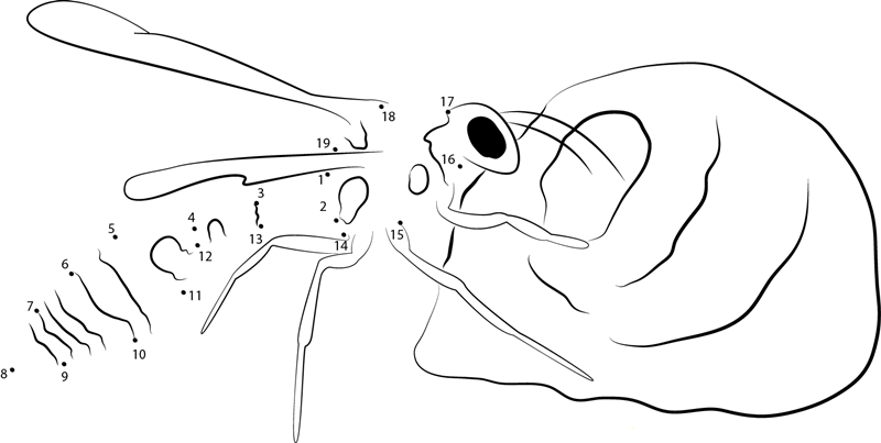 Wasp Look Hol printable dot to dot worksheet