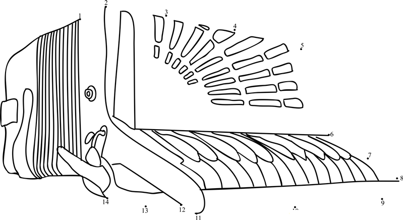 Old Accordion dot to dot worksheet