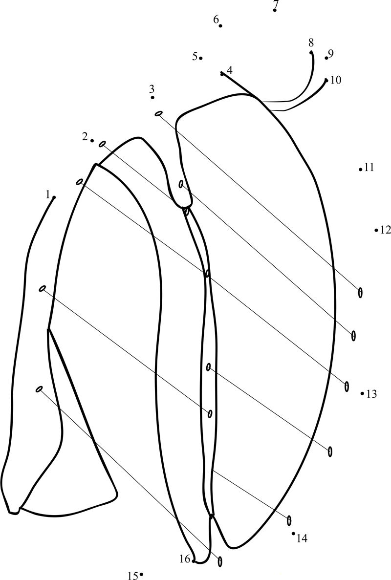 Feaf Harp printable dot to dot worksheet