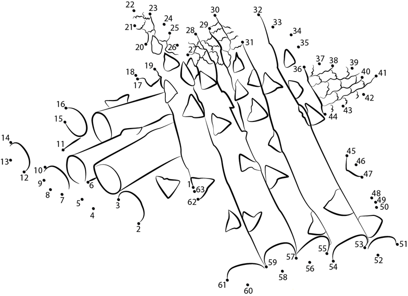 Asparagus Spring Veg dot to dot worksheet