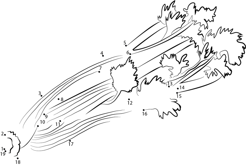 Celery Apiaceae Family dot to dot worksheets