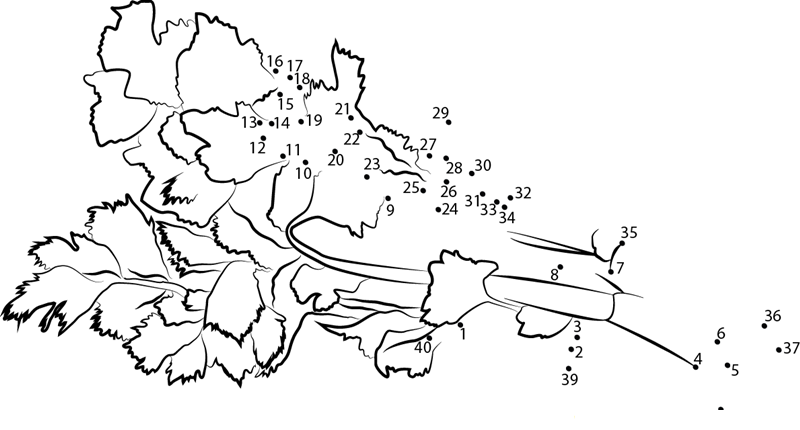 Celery Plant dot to dot worksheets