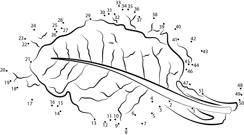 Chard Leaf Like Lettuce dot to dot worksheets