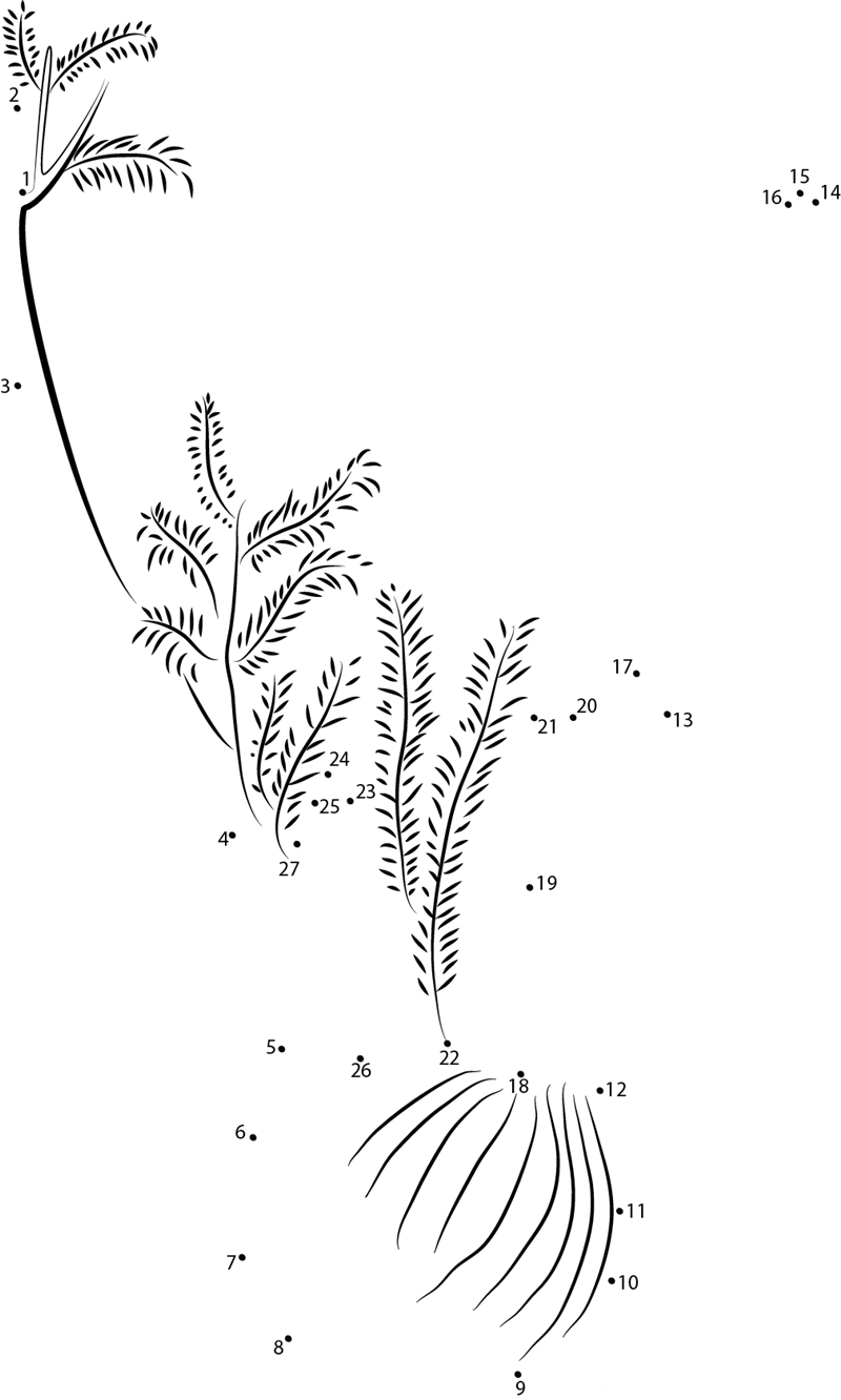 Florence Fennel dot to dot worksheets