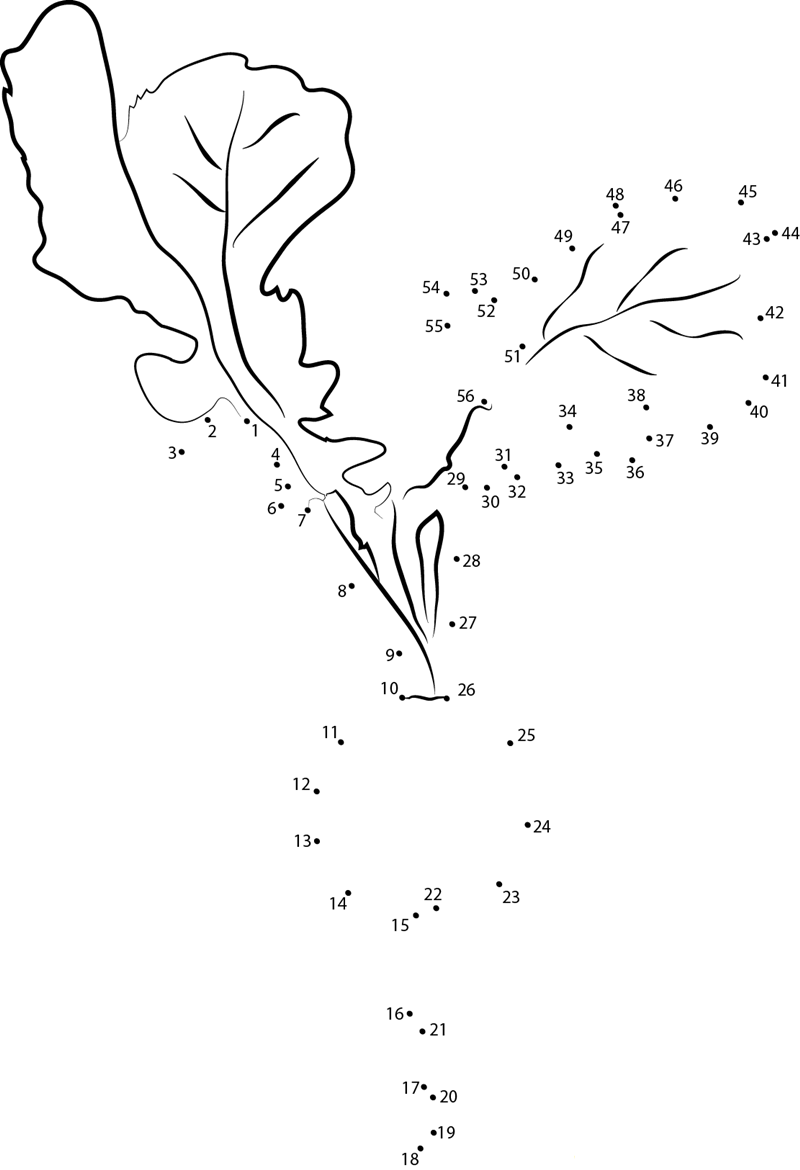 Radish Brassicaceae Family printable dot to dot worksheet