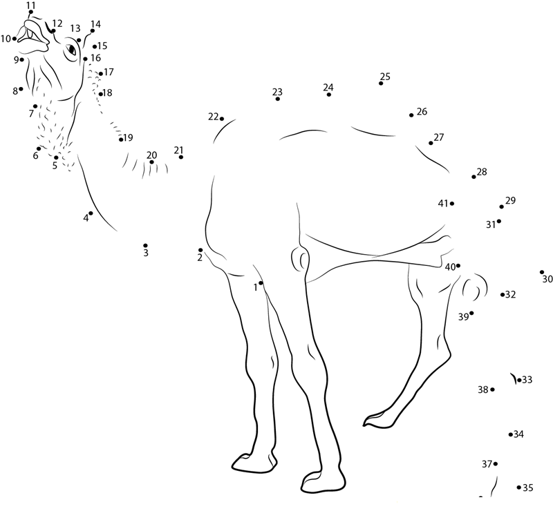 Marrecha Camel printable dot to dot worksheet