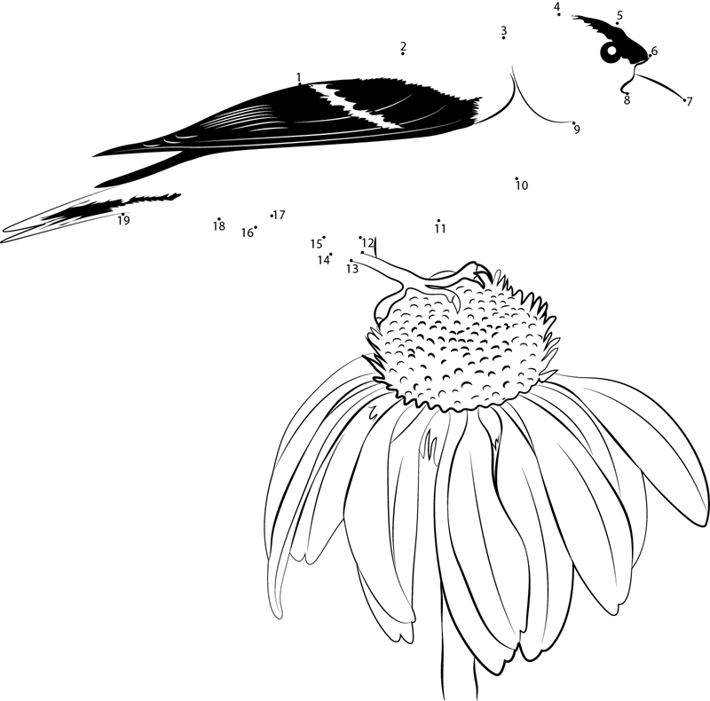 American Goldfinch On Purple Coneflower dot to dot worksheet