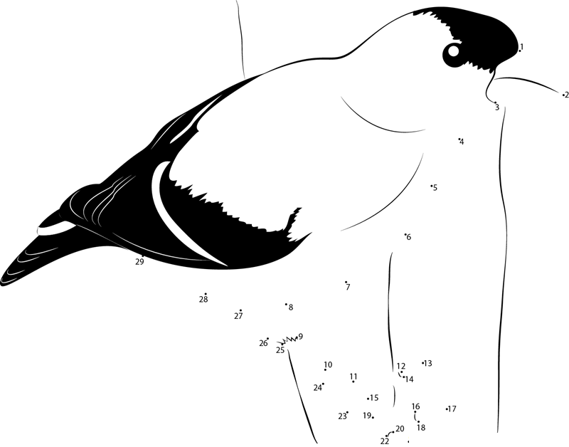 North American Bird printable dot to dot worksheet