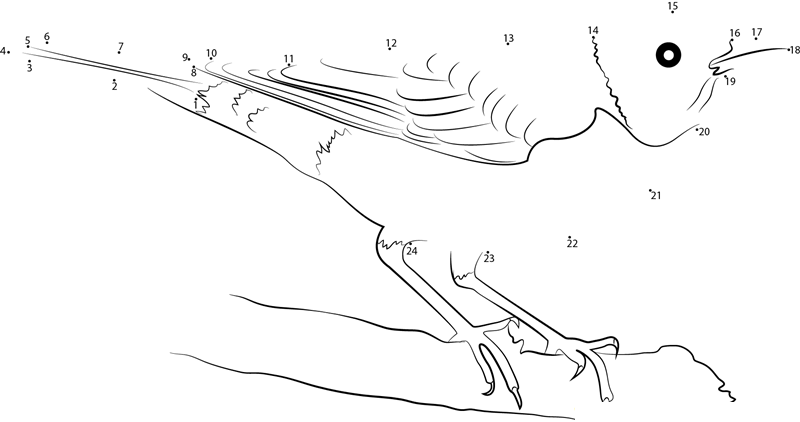American Robin Beautiful Birds dot to dot worksheets