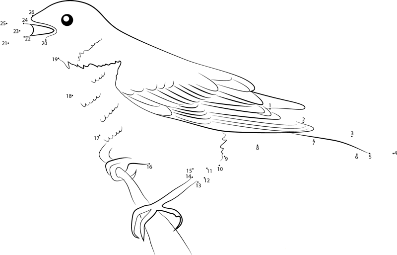 American Robin Bird dot to dot worksheets