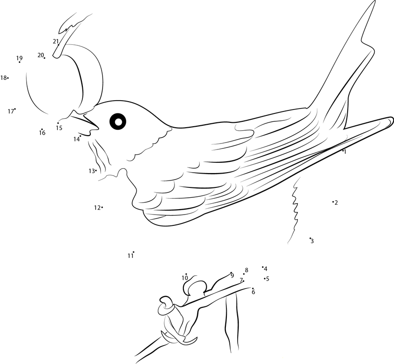 American Robin Eating Cherry dot to dot worksheets