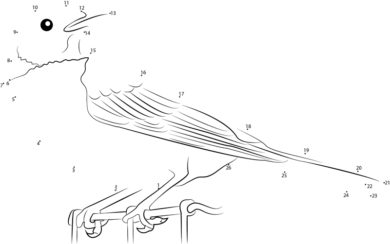 American Robin Looking Back printable dot to dot worksheet