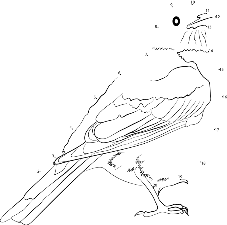 American Robin Male printable dot to dot worksheet