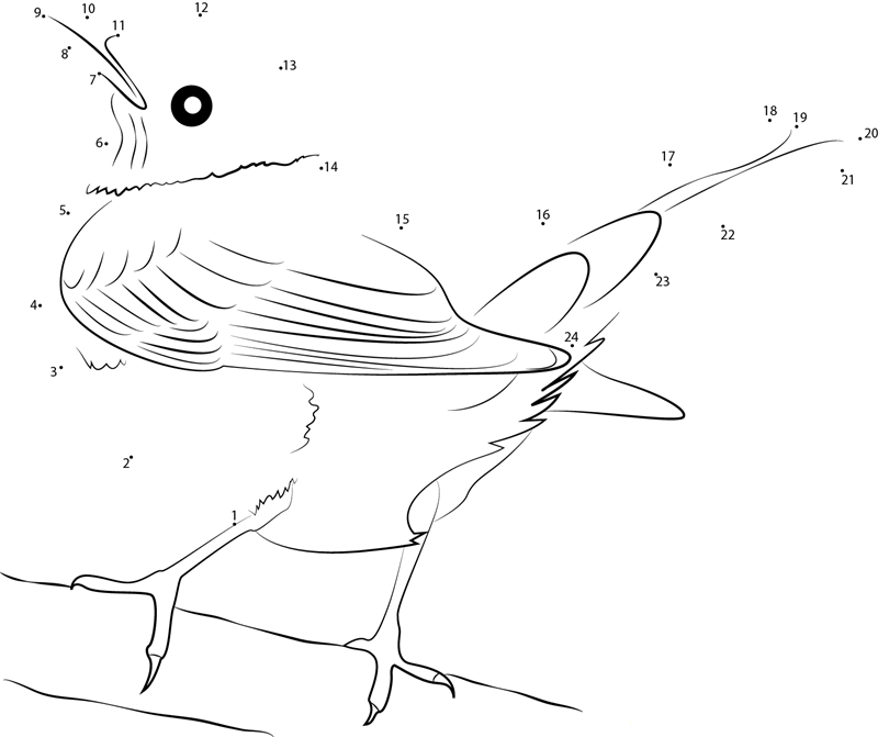 American Robin Sitting On A Thorn Branch dot to dot worksheets