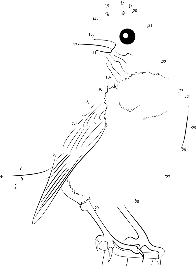 European Robin printable dot to dot worksheet