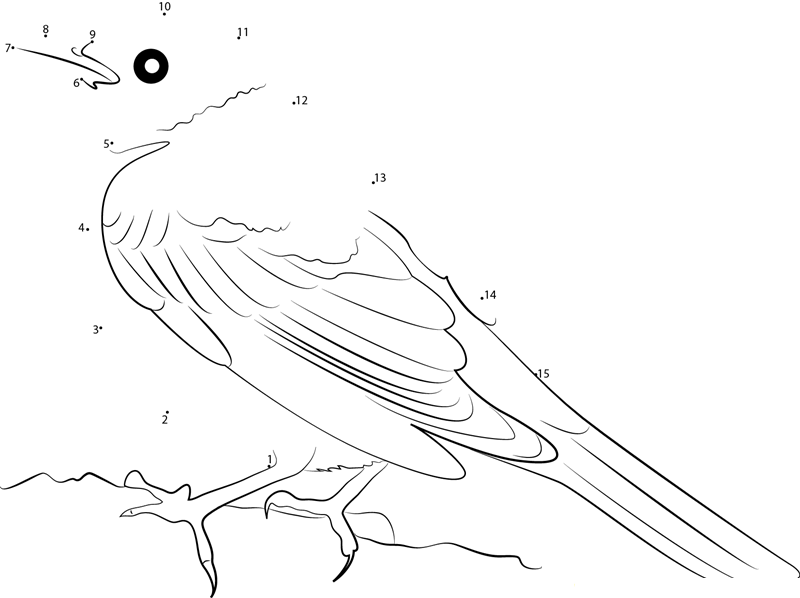 Turdus Migratorius printable dot to dot worksheet