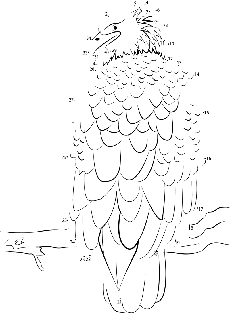 Bald Eagle Sitting On Tree Branch dot to dot worksheets