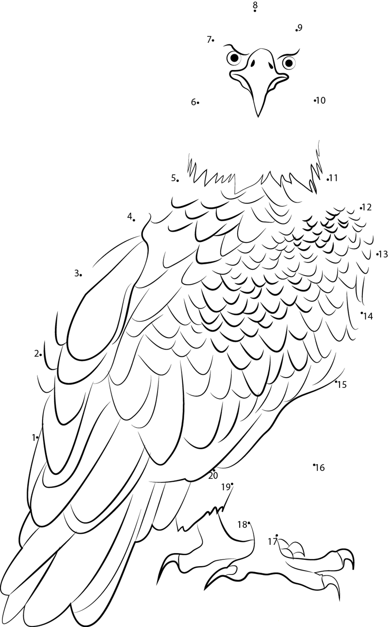 Haliaeetus Leucocephalus dot to dot worksheets