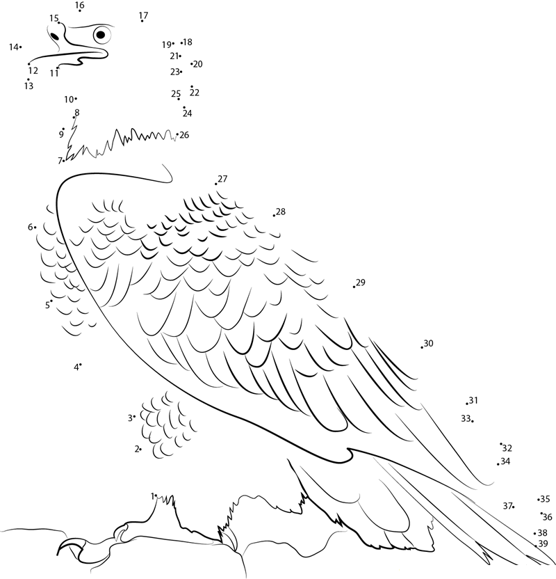 Virginia Bald Eagle dot to dot worksheets