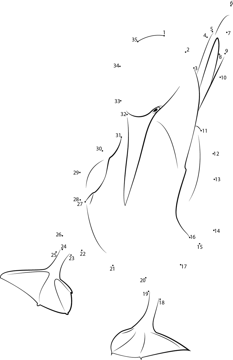 Blue Footed Booby Courtship Dance printable dot to dot worksheet