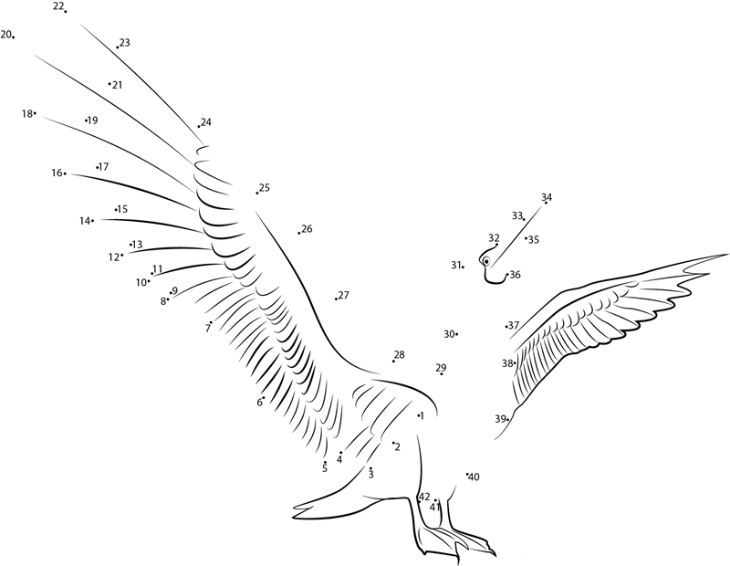 Blue Footed Booby Fly Wing printable dot to dot worksheet