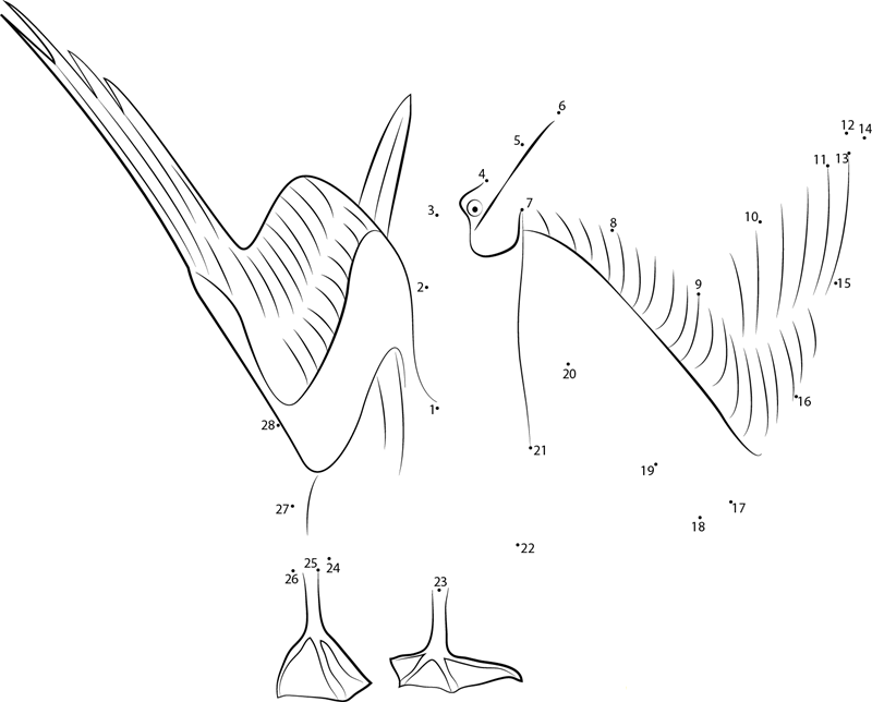 Blue Footed Booby Male Courtship printable dot to dot worksheet