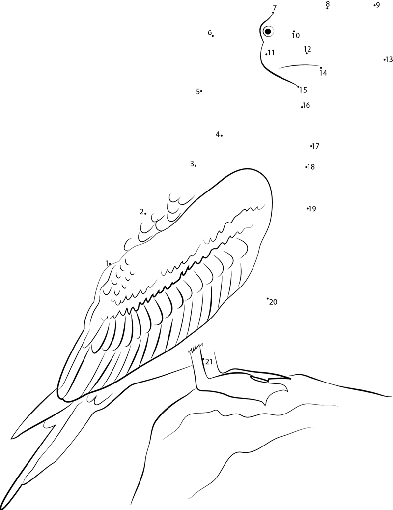 Marine Bird Blue Footed Booby printable dot to dot worksheet