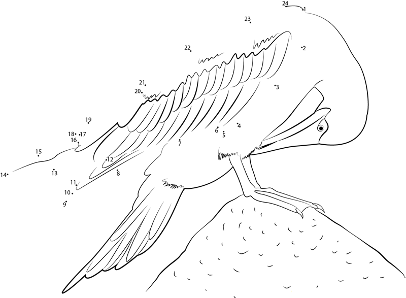 Sea Bird Blue Footed Booby printable dot to dot worksheet