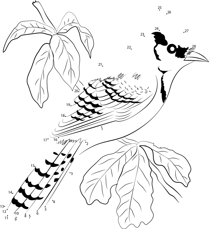 Blue Jay North America Bird printable dot to dot worksheet