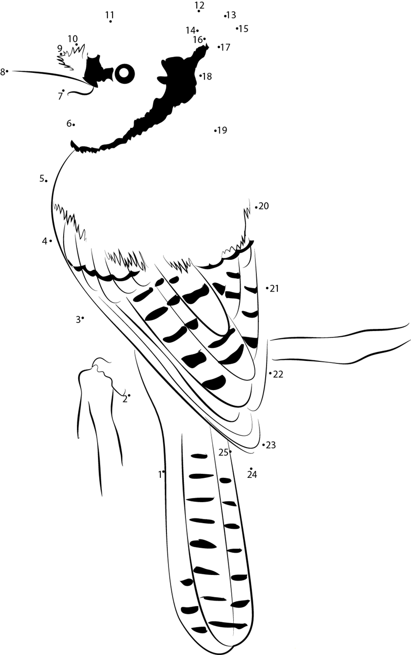 Cyanocitta Cristata Blue Jay printable dot to dot worksheet