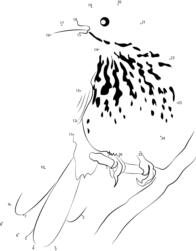 Brown Thrasher Adult printable dot to dot worksheet