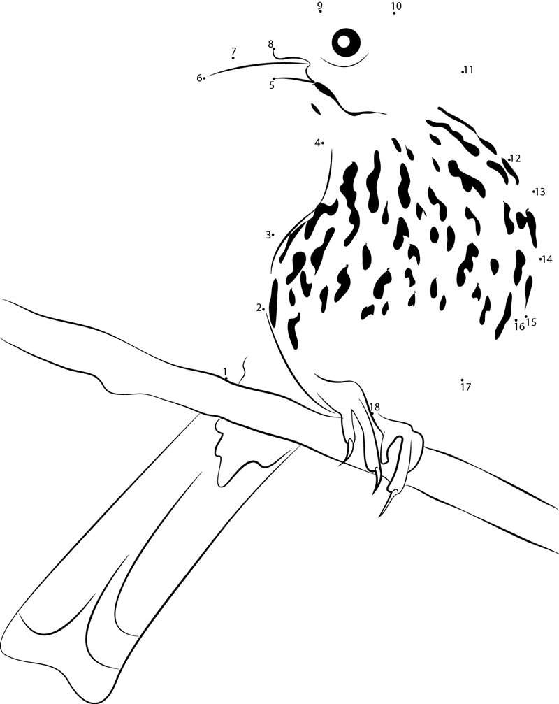 Brown Thrasher Adult Male printable dot to dot worksheet