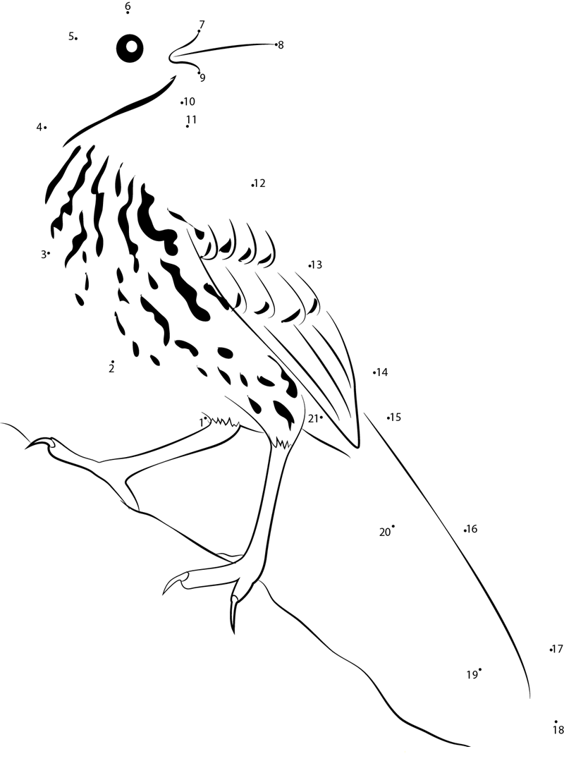 Brown Thrasher Rocky printable dot to dot worksheet