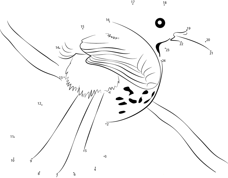 Brown Thrasher State Bird Of Georgia printable dot to dot worksheet