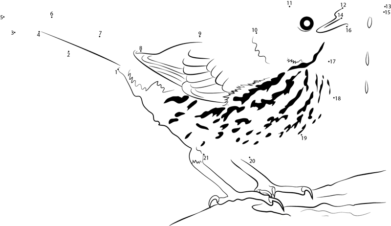 Toxostoma Rufum printable dot to dot worksheet