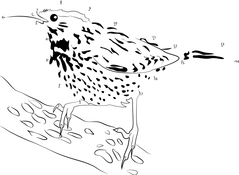 Cactus Wren Pictures printable dot to dot worksheet