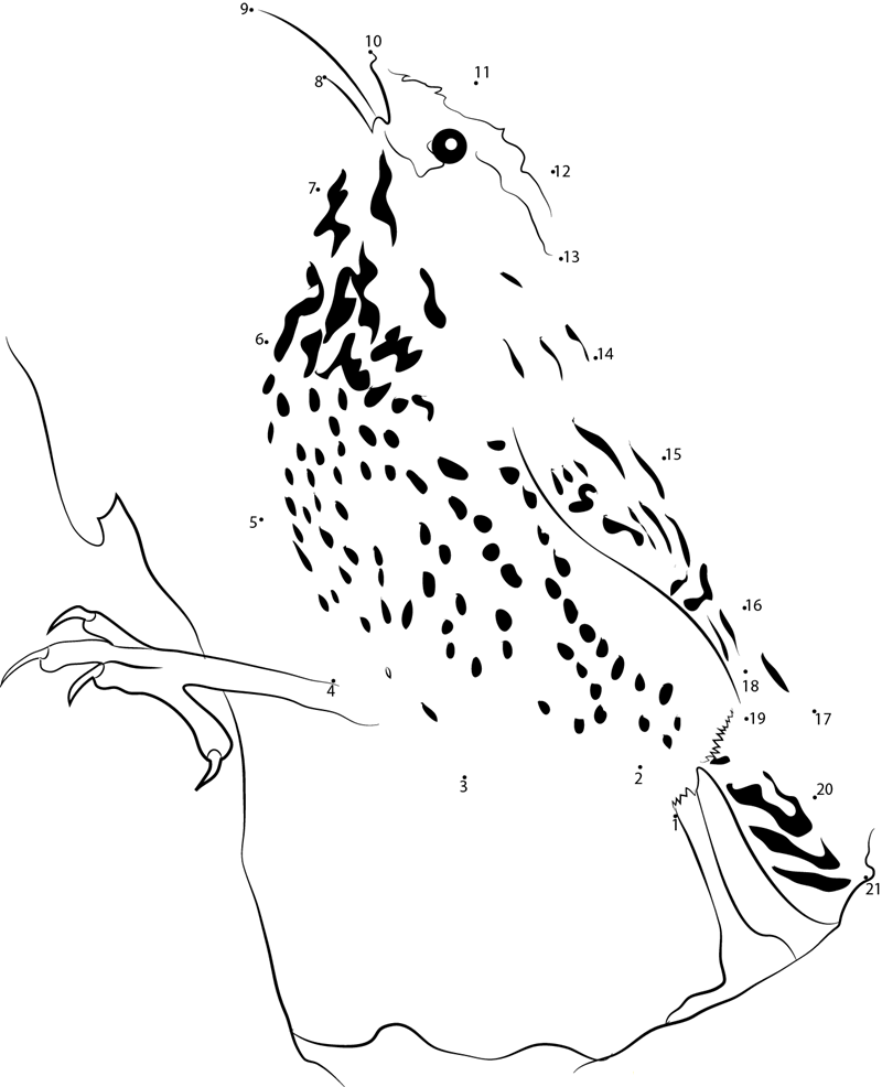 Tx Cactus Wren printable dot to dot worksheet