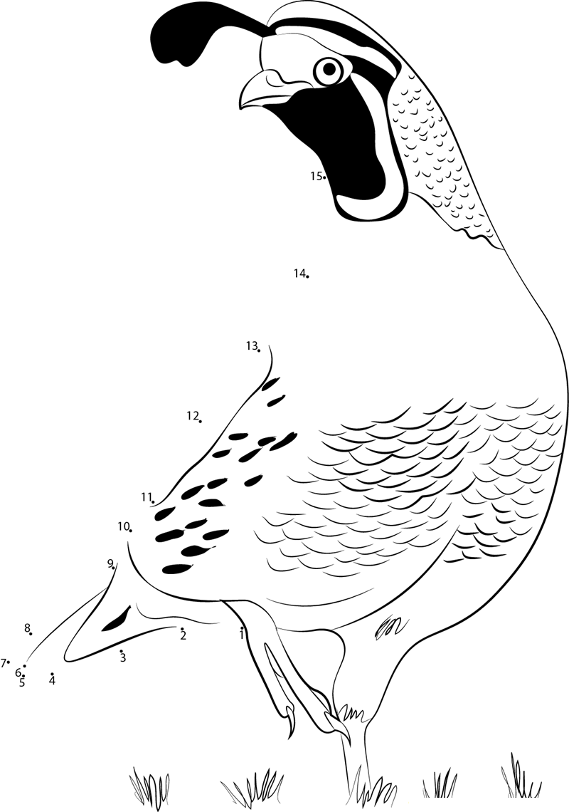 Adult California Quail printable dot to dot worksheet