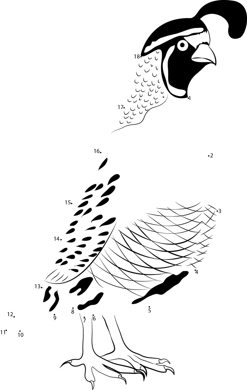 Big California Quail Male printable dot to dot worksheet