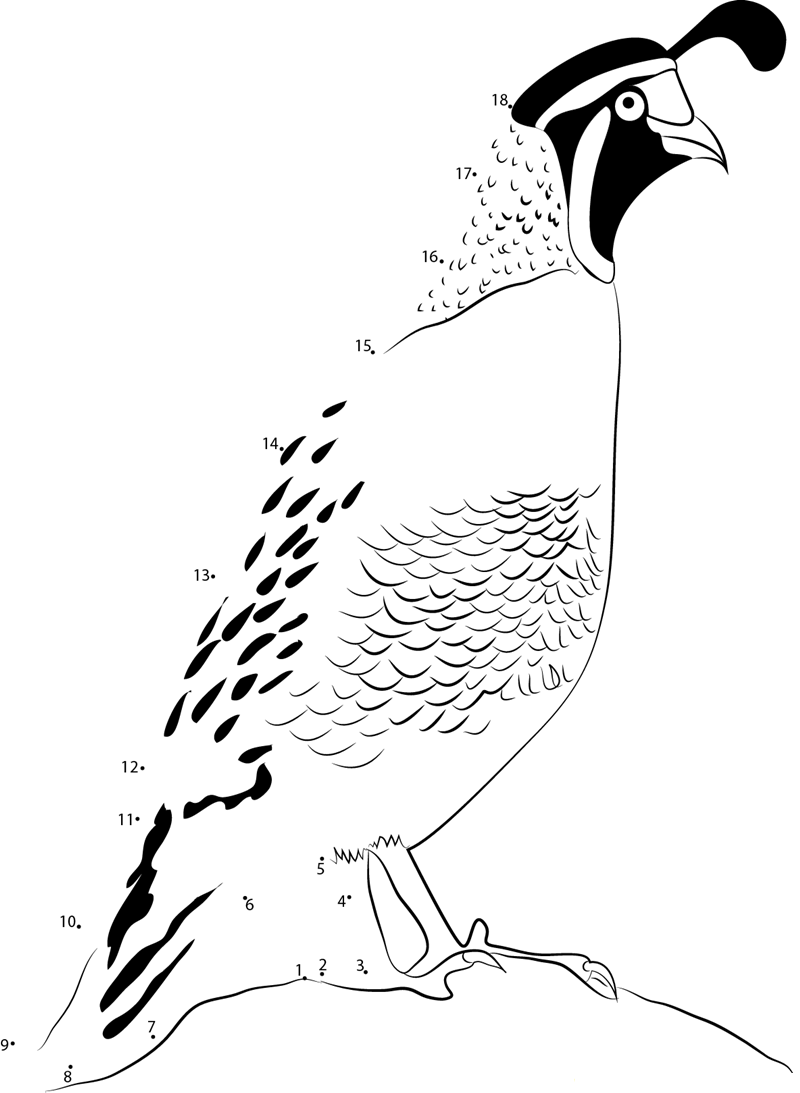 Cal Quail Jacumba printable dot to dot worksheet