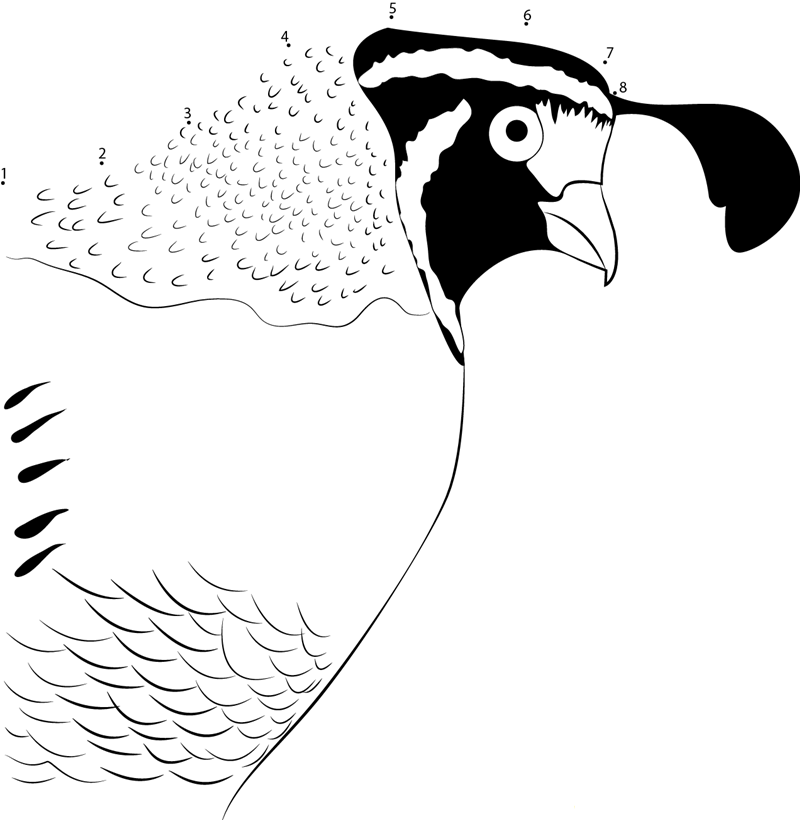 California Quail Bird Face printable dot to dot worksheet