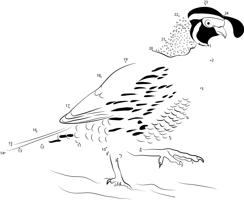 California Quail Bird Walking printable dot to dot worksheet