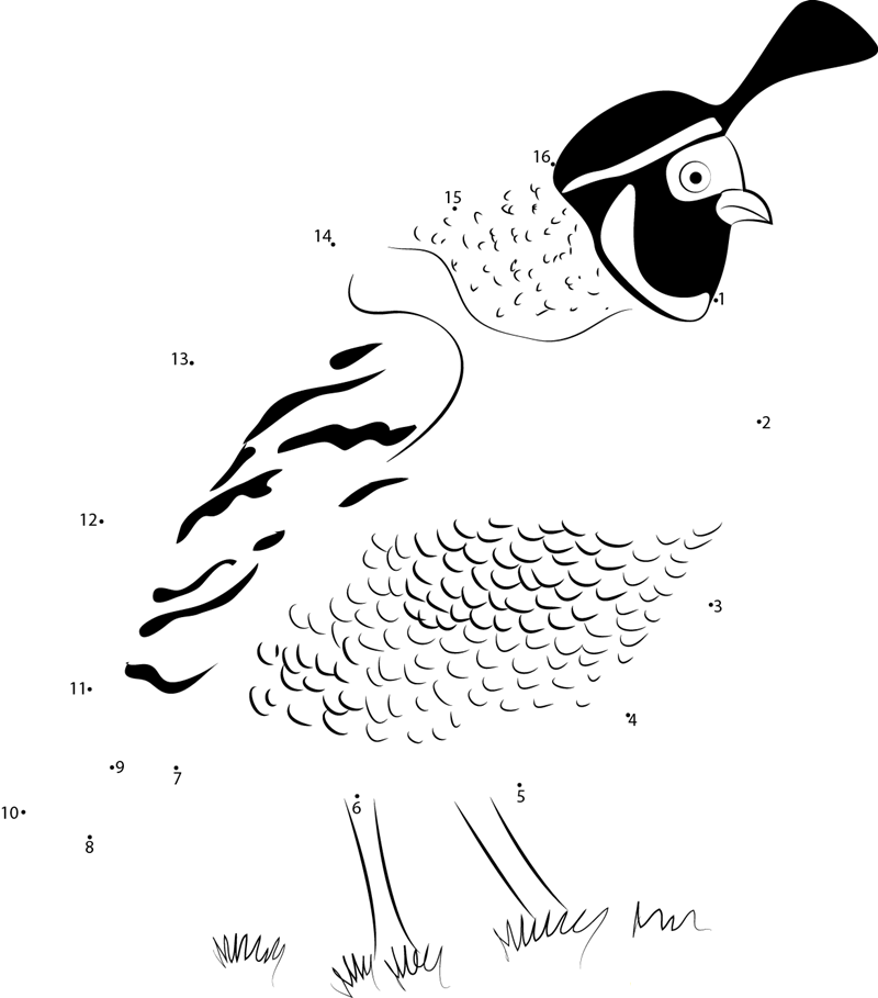 California Quail In Grass printable dot to dot worksheet