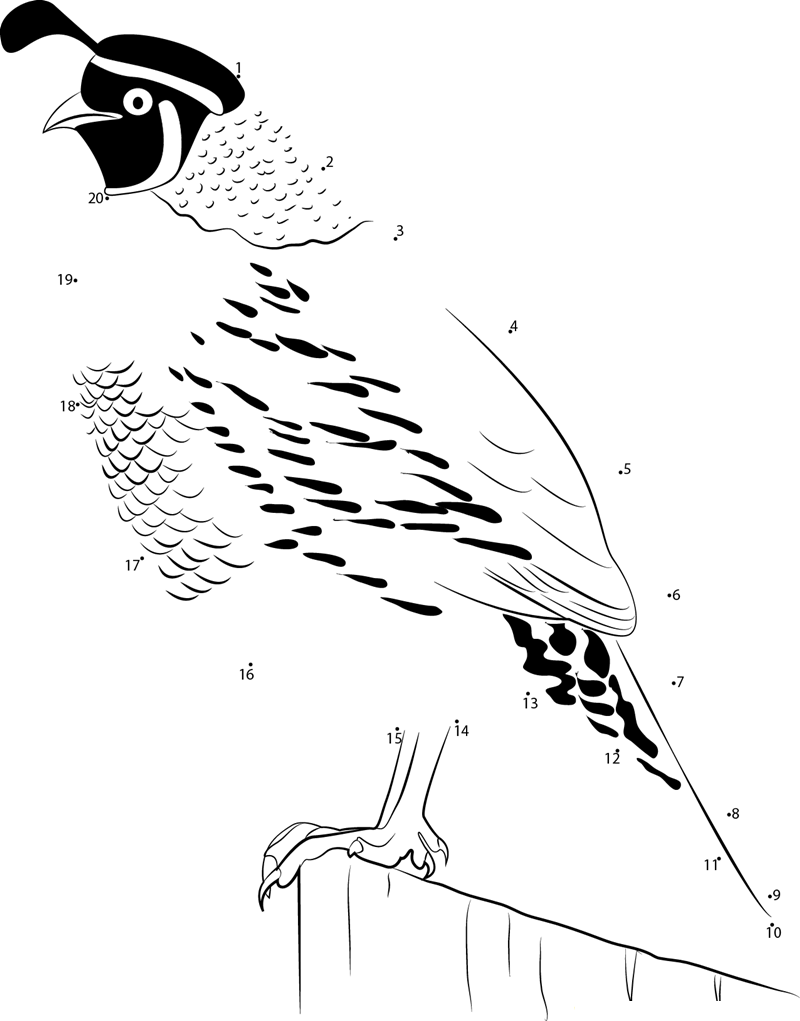 California Quail Lewis printable dot to dot worksheet