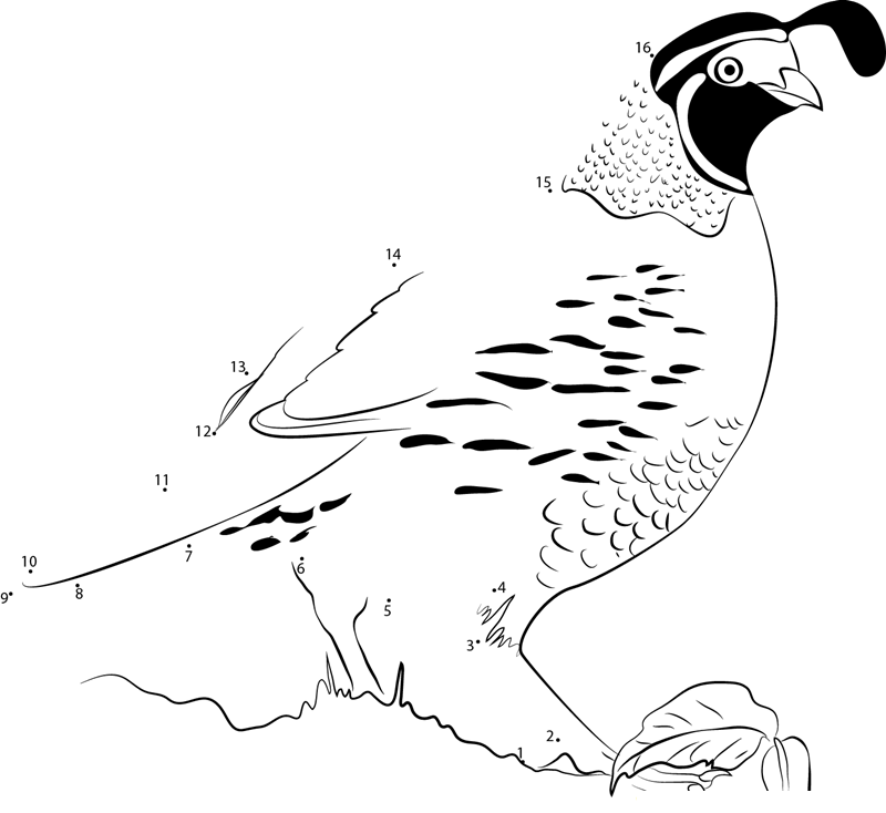 California Quail Look printable dot to dot worksheet