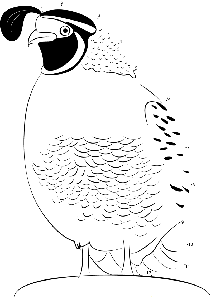 California Quail Male printable dot to dot worksheet